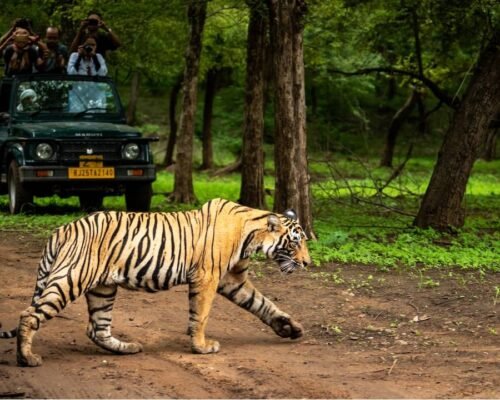 Indian Wildlife & Safaris